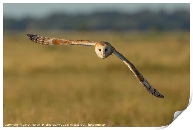 Barn Owl Fly By  Print by Janet Marsh  Photography