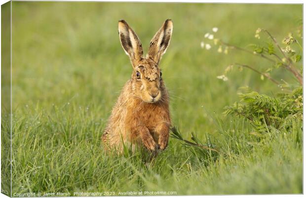 Happy Hare Canvas Print by Janet Marsh  Photography