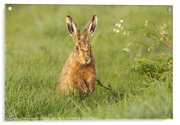 Happy Hare Acrylic by Janet Marsh  Photography