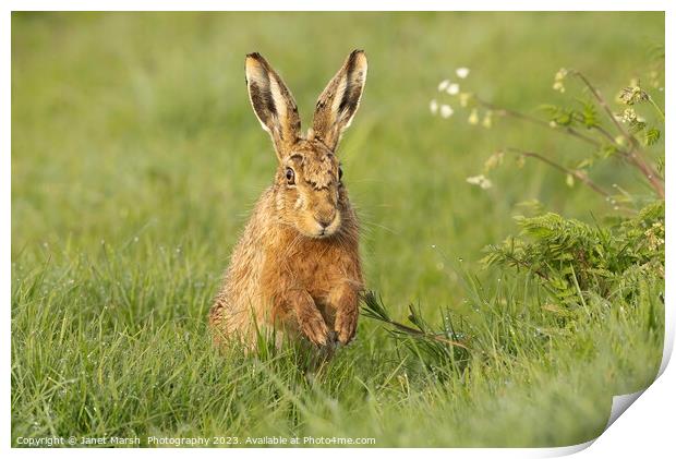 Happy Hare Print by Janet Marsh  Photography