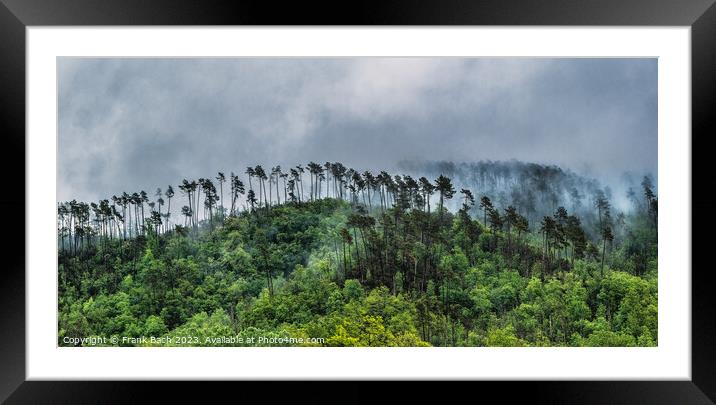 Foggy landscape with trees near Levanto La Spezia, Italy Framed Mounted Print by Frank Bach