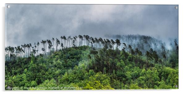 Foggy landscape with trees near Levanto La Spezia, Italy Acrylic by Frank Bach