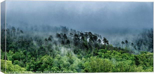 Foggy landscape with trees near Levanto La Spezia, Italy Canvas Print by Frank Bach