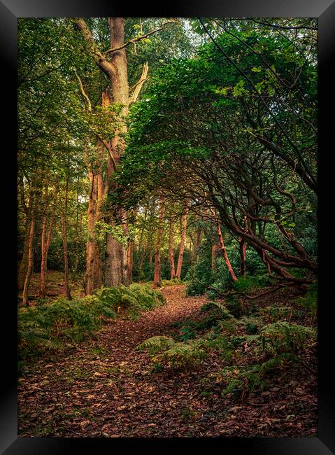 Sheringham park  Framed Print by Bryn Ditheridge