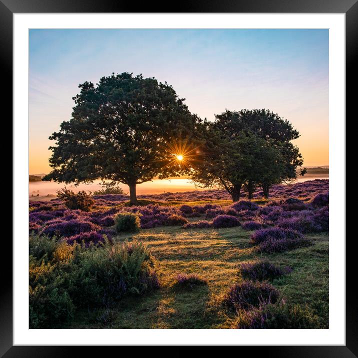 Sunrise through the trees  Framed Mounted Print by Bryn Ditheridge