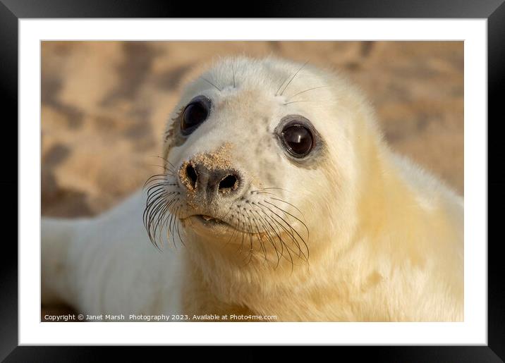 So Cute Seal Pup Framed Mounted Print by Janet Marsh  Photography