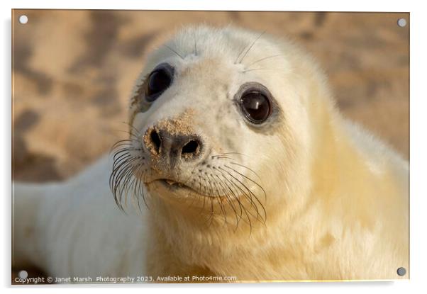 So Cute Seal Pup Acrylic by Janet Marsh  Photography