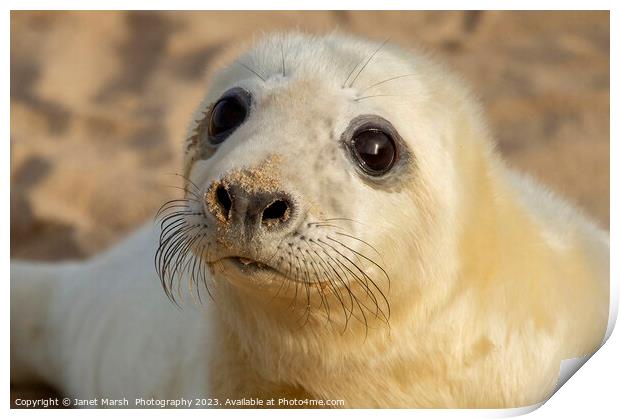 So Cute Seal Pup Print by Janet Marsh  Photography