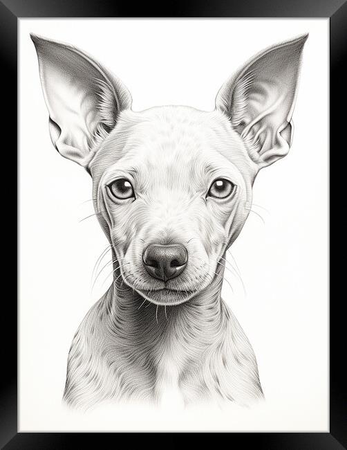 American Hairless Terrier Pencil Drawing Framed Print by K9 Art
