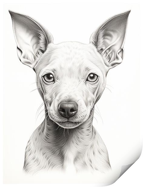 American Hairless Terrier Pencil Drawing Print by K9 Art