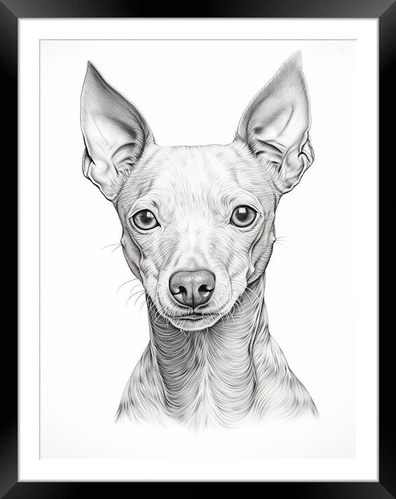 American Hairless Terrier Pencil Drawing Framed Mounted Print by K9 Art