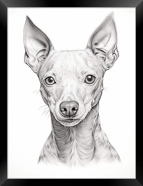 American Hairless Terrier Pencil Drawing Framed Print by K9 Art