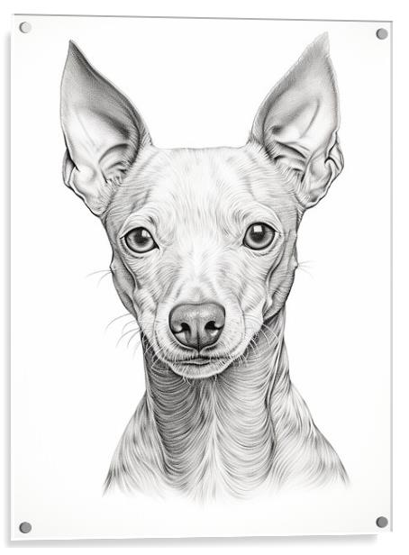 American Hairless Terrier Pencil Drawing Acrylic by K9 Art