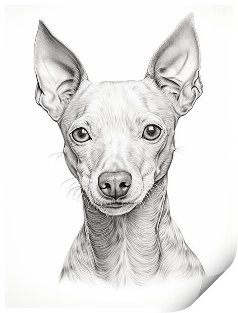 American Hairless Terrier Pencil Drawing Print by K9 Art