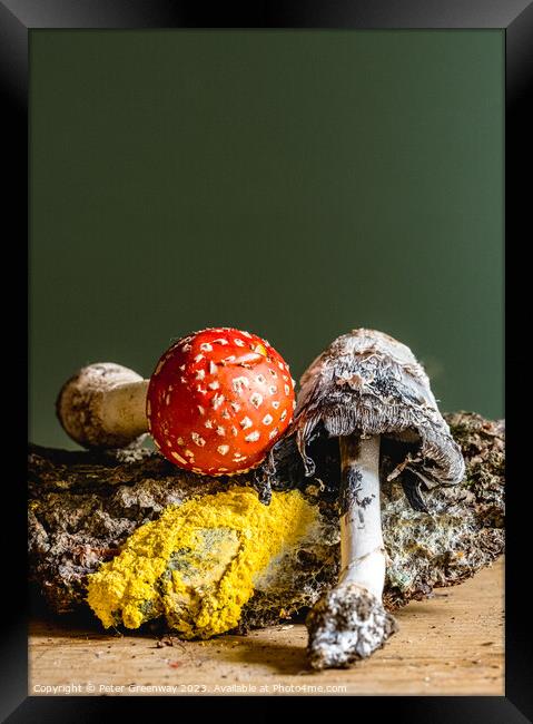 Fly Agaric, Yellow Dog Slime, Ink Cap Mushroom Still Life Framed Print by Peter Greenway