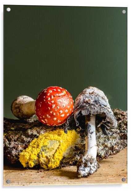 Fly Agaric, Yellow Dog Slime, Ink Cap Mushroom Still Life Acrylic by Peter Greenway