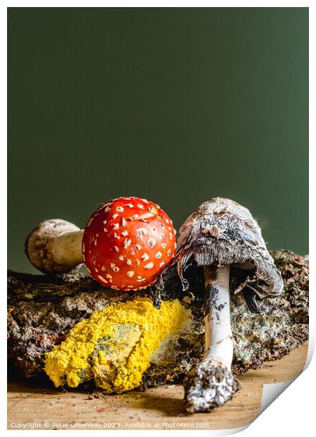 Fly Agaric, Yellow Dog Slime, Ink Cap Mushroom Still Life Print by Peter Greenway