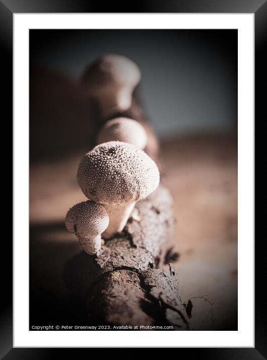 Studio Image Of Spikey Puffball Mushrooms Framed Mounted Print by Peter Greenway