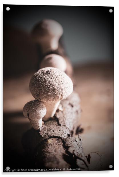 Studio Image Of Spikey Puffball Mushrooms Acrylic by Peter Greenway