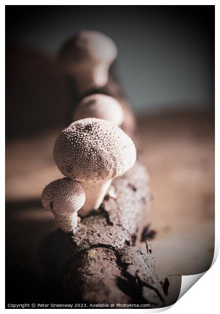 Studio Image Of Spikey Puffball Mushrooms Print by Peter Greenway