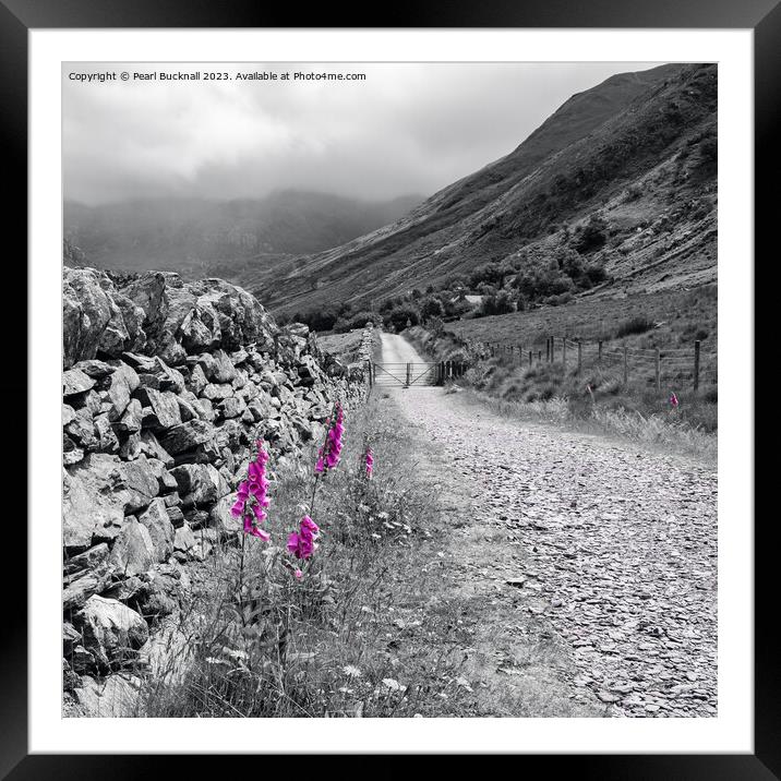 Foxgloves by Wall in Country Lane Snowdonia Framed Mounted Print by Pearl Bucknall