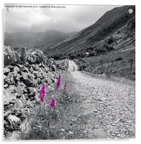 Foxgloves by Wall in Country Lane Snowdonia Acrylic by Pearl Bucknall