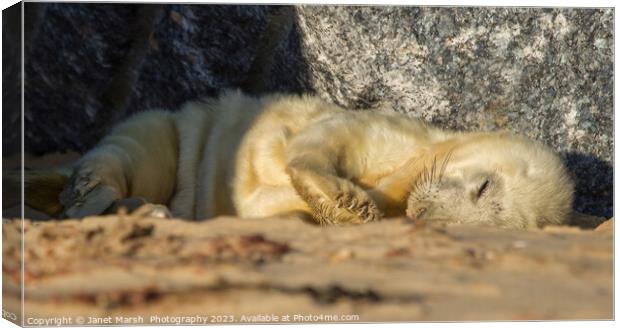 Sleeping Seal Pup  Canvas Print by Janet Marsh  Photography