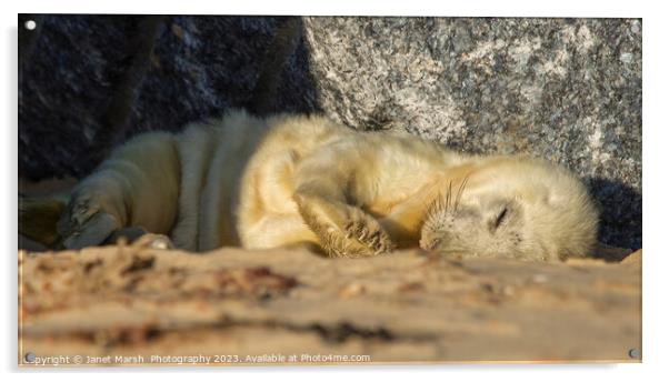 Sleeping Seal Pup  Acrylic by Janet Marsh  Photography