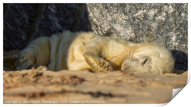 Sleeping Seal Pup  Print by Janet Marsh  Photography
