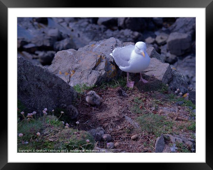 Hartland Seagull Chicks Framed Mounted Print by Graham Lathbury