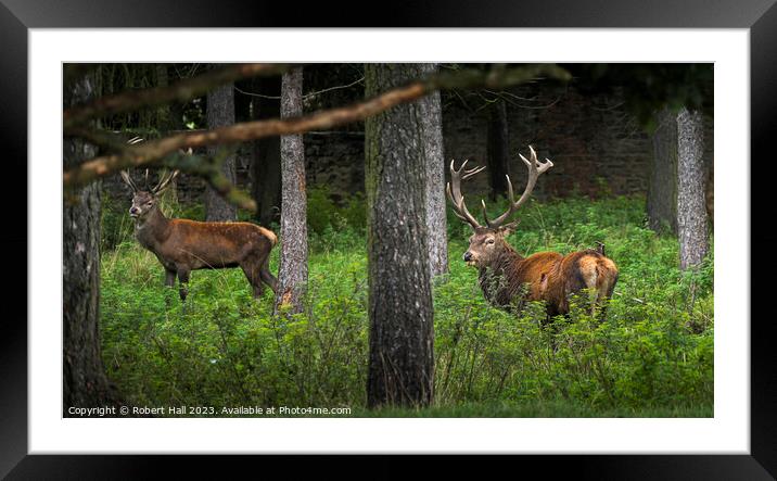 Stags at Dawn Framed Mounted Print by Robert Hall