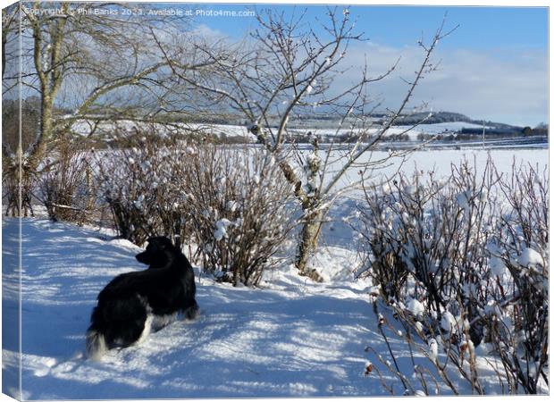 Border collie and snowfield Canvas Print by Phil Banks
