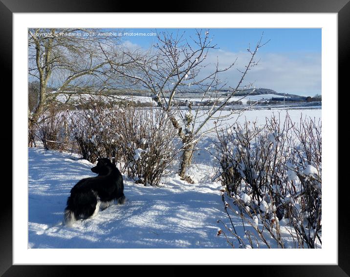 Border collie and snowfield Framed Mounted Print by Phil Banks