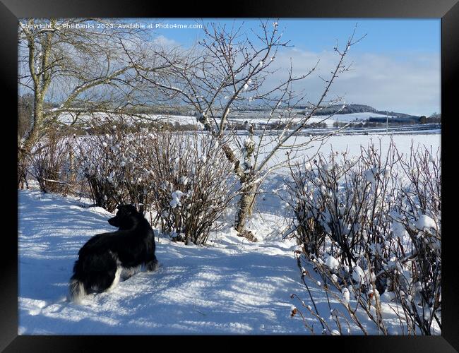 Border collie and snowfield Framed Print by Phil Banks
