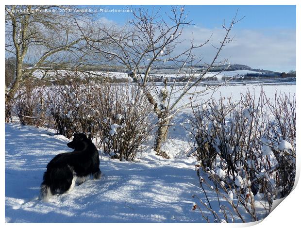 Border collie and snowfield Print by Phil Banks