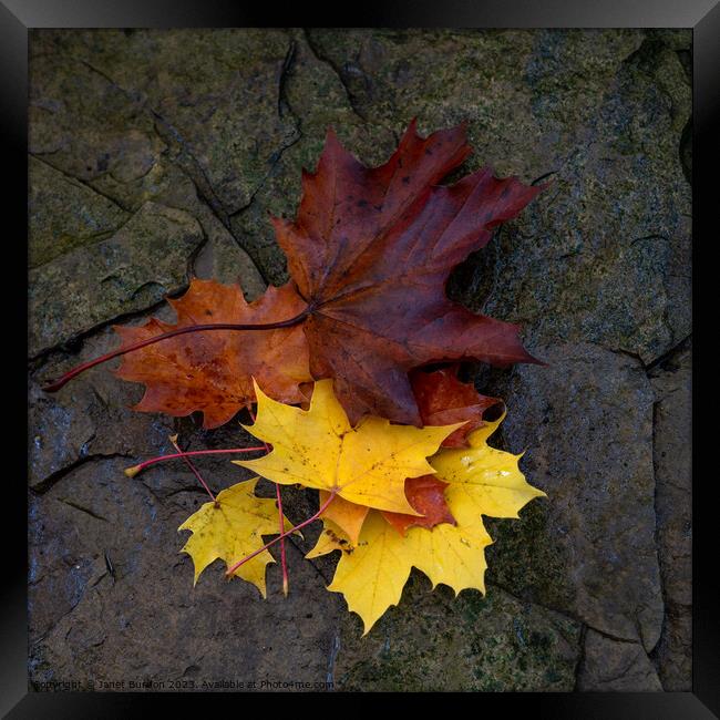 Autumn Leaves #4 Framed Print by Janet Burdon