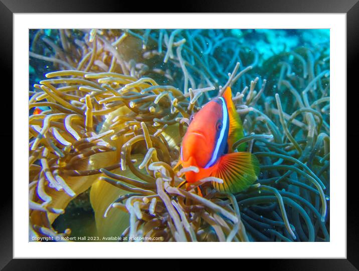Clown Fish Framed Mounted Print by Robert Hall