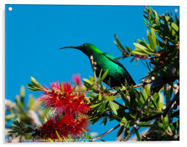 Domineering sunbird Acrylic by Adrian Turnbull-Kemp