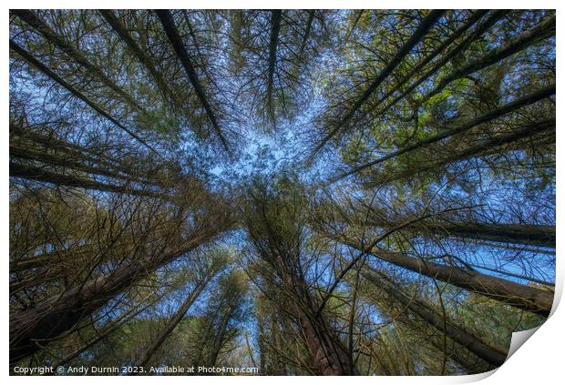 Reaching Pine Trees Print by Andy Durnin