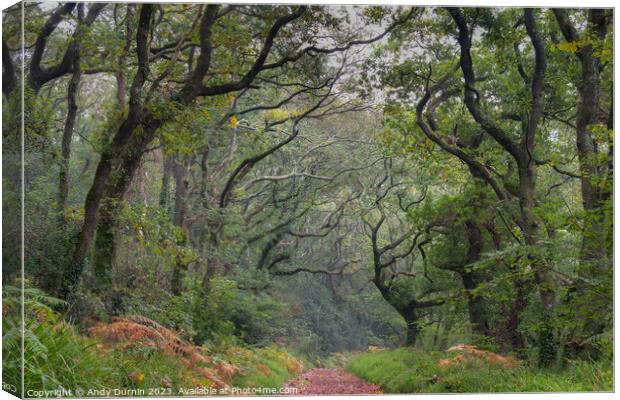 Luxulyan Valley Walk Canvas Print by Andy Durnin