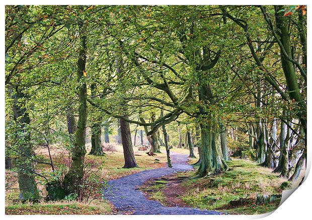 Woodland Walk Print by Lynne Morris (Lswpp)