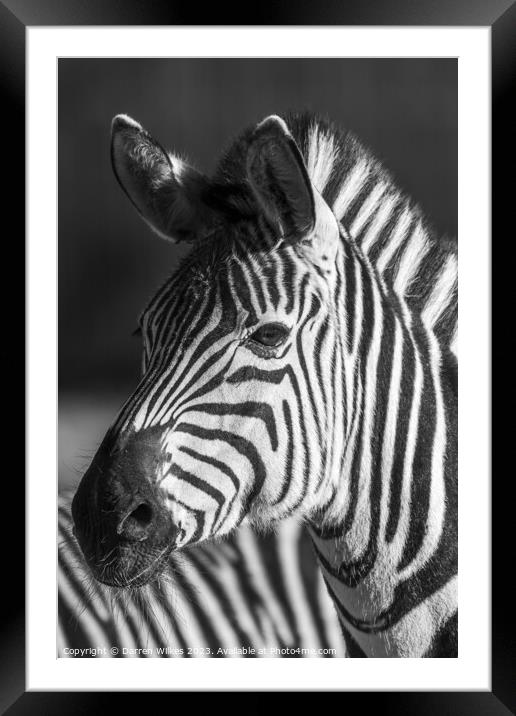 Young zebra Foal Framed Mounted Print by Darren Wilkes