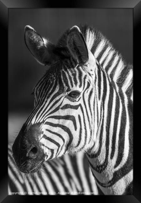 Young zebra Foal Framed Print by Darren Wilkes