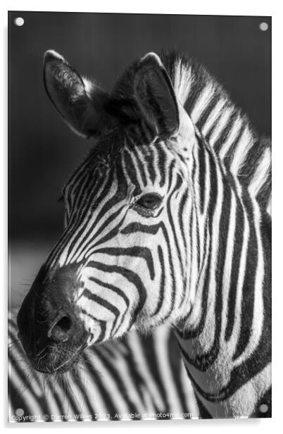 Young zebra Foal Acrylic by Darren Wilkes