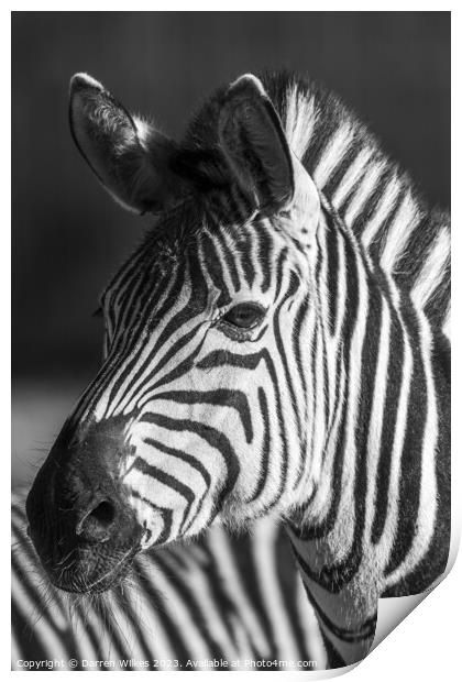 Young zebra Foal Print by Darren Wilkes