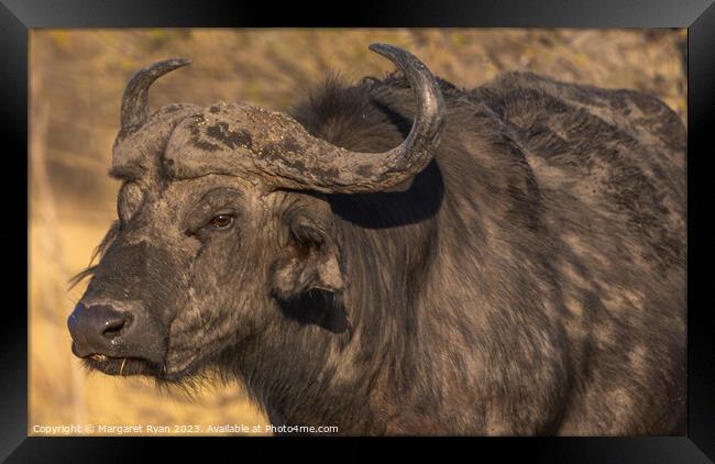 African Buffalo Framed Print by Margaret Ryan