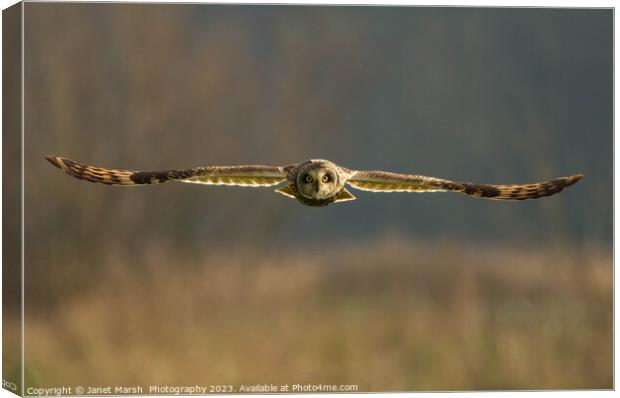 Hunting-Short Eared Owl Norfolk Canvas Print by Janet Marsh  Photography