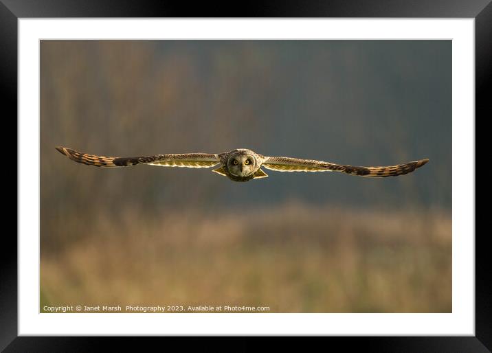 Hunting-Short Eared Owl Norfolk Framed Mounted Print by Janet Marsh  Photography