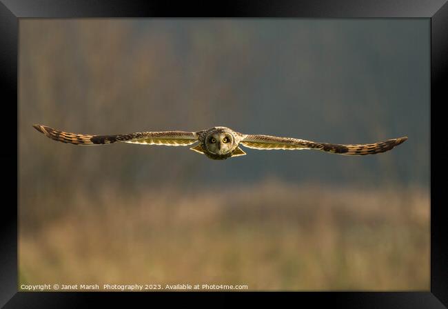 Hunting-Short Eared Owl Norfolk Framed Print by Janet Marsh  Photography