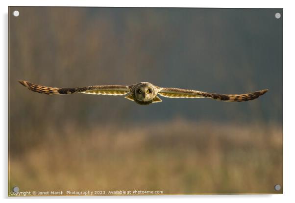 Hunting-Short Eared Owl Norfolk Acrylic by Janet Marsh  Photography
